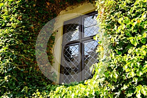 Window on wall overgrown with ivy