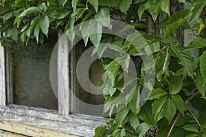 window wood wall green leaves close-up