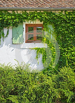 Window with woodbine photo