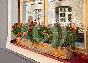 Windowbox with flowers in Tallinn, Estonia photo
