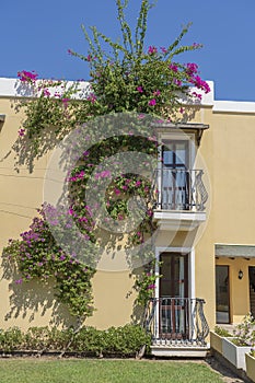 Windows with balcony on building facade with cast iron ornaments and flower tree on the wall, Turkey