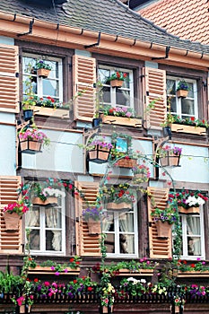 Windows in flower