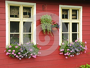 Windows with flowers