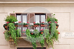 Windows with flowers in Piazza Navona