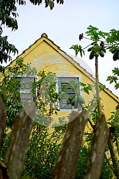 Windows and fruits photo