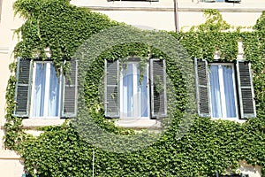 Windows among green ivy