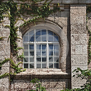 Windows of a historic building, beautiful green ivy, the texture of the walls of an old building