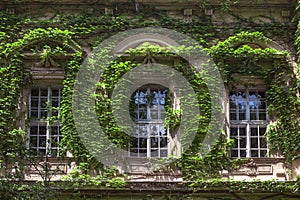 Windows of a historic building, beautiful ivy, the texture of the walls of an old building