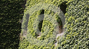 Windows in an ivy wall