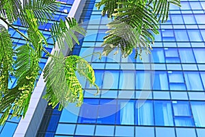 Windows of skyscrapers and acacia leaves in Tel Aviv, Israel photo