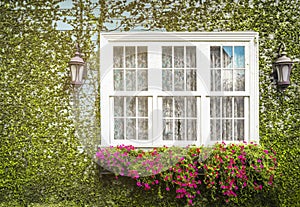 Windows in the Wall which is Fully Covered with Ivy