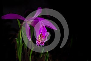 Windowsill orchid, pleione formosana on a black background