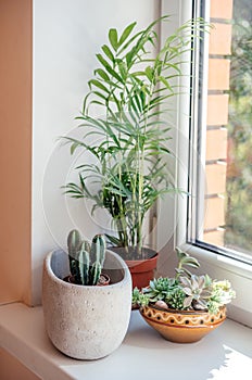 A windowsill with potted cactuses, succulents and leafy plants