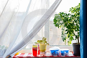 On the windowsill there are houseplants - cheflera and violets. curtains in the room. decor