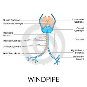 Windpipe