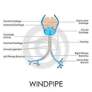 Windpipe photo