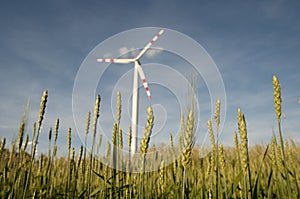 Windpower station in a cornfield