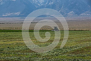 Windrower in Alfalfa Field