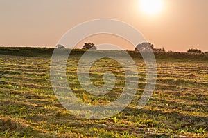 Windrows of mown hay on field backlit in backlight at sunset