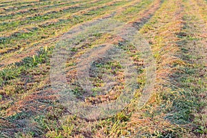 Windrows of mown hay on a field at sunset