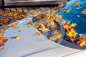 Windscreen full of autumn leaves