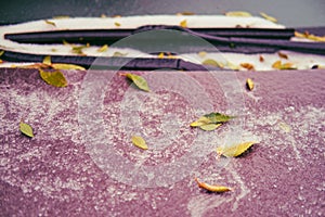 Windshield and hood of a car frozen after the first autumn frost with tree leaves