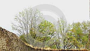 Windstorm hitting trees