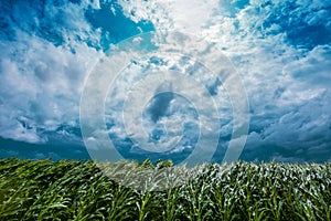 Windstorm in maize crop field