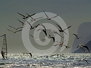 The windsurfers and the seagulls