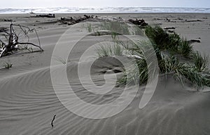 Windswept beach with Grass and Driftwood