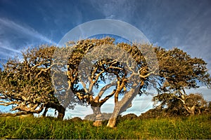 Windswept Coastal Oak Trees