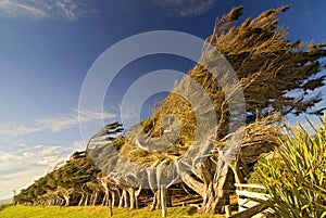 Windswept coastal trees at Slope Point in New Zealand.