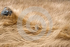 Windswept Grass, Blue Stone