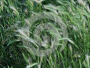 Windswept grasses in UK hedgerows and fields