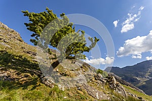 Windswept Hawthorn Tree