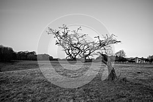 Windswept lone tree creating a moody and atmospheric scene