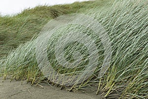 Windswept marram grass on Oreti Beach