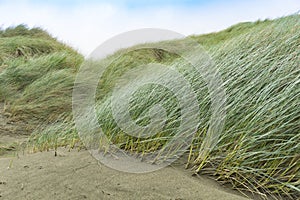 Windswept marram grass on Oreti Beach