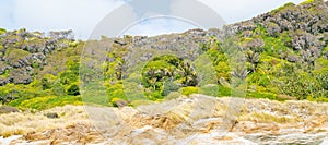 Windswept New Zealand panorama with evergreen native bush beyond beach grass foreground