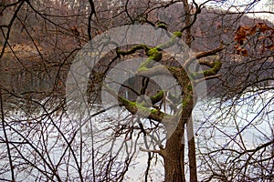 Windswept oak in an ancient forest