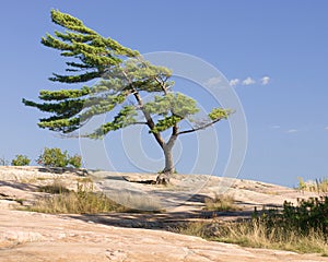 Windswept pine tree