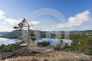Windswept pine tree on a cliff in in the High Coast area i Vasternorrland Sweden photo