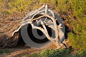 Windswept pine tree