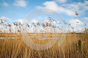 Windswept Reeds