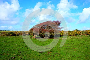 Windswept Ripe red hawthorn berry bush, Crataegus monogyna in a