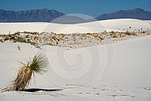 Windswept soaptree yucca plant in the desert of White Sands National Park in New Mexico