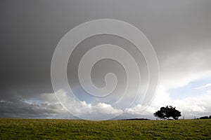 Windswept stunted tree