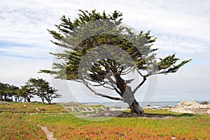Windswept tree