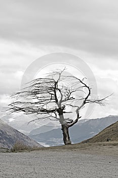 Windswept tree