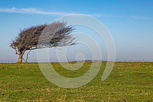 A Windswept Tree